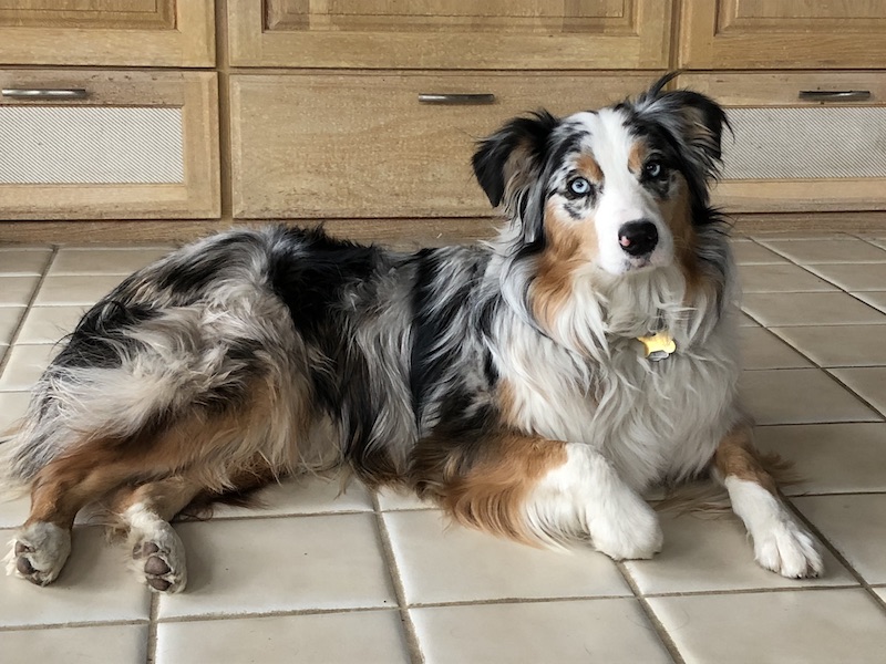 Shrinking dog